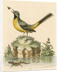 'The Grey Water-wagtail, and the Water-Lizard' by George Edwards