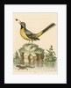 'The Grey Water-wagtail, and the Water-Lizard' by George Edwards