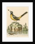 'The Grey Water-wagtail, and the Water-Lizard' by George Edwards