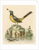 'The Grey Water-wagtail, and the Water-Lizard' by George Edwards