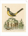 'The Grey Water-wagtail, and the Water-Lizard' by George Edwards