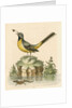 'The Grey Water-wagtail, and the Water-Lizard' by George Edwards