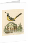 'The Grey Water-wagtail, and the Water-Lizard' by George Edwards