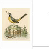 'The Grey Water-wagtail, and the Water-Lizard' by George Edwards