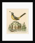 'The Grey Water-wagtail, and the Water-Lizard' by George Edwards