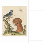 'The Black and Blue Creeper; and the Hoopoe Hen' by George Edwards