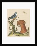 'The Black and Blue Creeper; and the Hoopoe Hen' by George Edwards