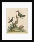 'The Red-breasted Humming Bird, the Green-throated Humming Bird, and the Dormouse' by George Edwards