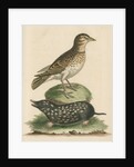 'The Calandra; and the Spotted Mole' by George Edwards