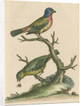 'The Painted Finch, Cock and Hen' [Painted bunting] by George Edwards