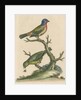 'The Painted Finch, Cock and Hen' [Painted bunting] by George Edwards