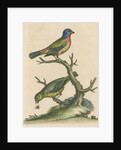 'The Painted Finch, Cock and Hen' [Painted bunting] by George Edwards