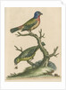 'The Painted Finch, Cock and Hen' [Painted bunting] by George Edwards