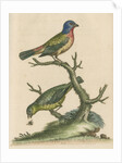 'The Painted Finch, Cock and Hen' [Painted bunting] by George Edwards