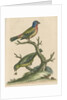 'The Painted Finch, Cock and Hen' [Painted bunting] by George Edwards