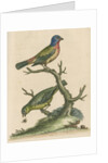 'The Painted Finch, Cock and Hen' [Painted bunting] by George Edwards