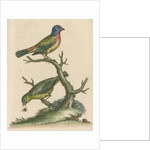 'The Painted Finch, Cock and Hen' [Painted bunting] by George Edwards