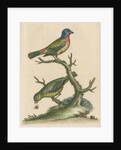 'The Painted Finch, Cock and Hen' [Painted bunting] by George Edwards