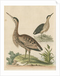 'The Little Brown Bittern' by George Edwards