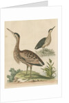 'The Little Brown Bittern' by George Edwards
