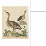 'The Little Brown Bittern' by George Edwards