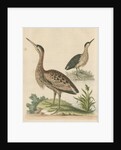 'The Little Brown Bittern' by George Edwards