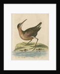 'The American Water-Rail' [Virginia rail] by George Edwards
