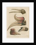 'Four curious Beaks of Birds, but little known' by George Edwards