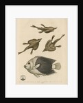 'The Sea-Bat; and the Pyed Acarauna' by George Edwards