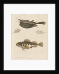 'The Horned Fish; and the Sea Scorpion' [Longhorn cowfish and Short-spined sea scorpion] by George Edwards