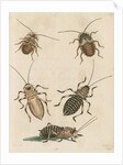 'The Greater Cockroach; and the Whistle Insect' by Cornelius Heinrich Hemerich