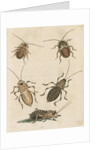 'The Greater Cockroach; and the Whistle Insect' by Cornelius Heinrich Hemerich