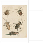 'The Greater Cockroach; and the Whistle Insect' by Cornelius Heinrich Hemerich