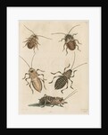 'The Greater Cockroach; and the Whistle Insect' by Cornelius Heinrich Hemerich