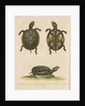 'The small Mud-Tortoise' by George Edwards
