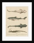 'The Prickled Dog or Hound-Fish, with an Insect called the Walking-Stick' by George Edwards