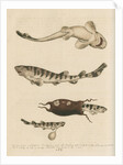 'The Greater Cat-Fish' by George Edwards