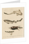 'The Greater Cat-Fish' by George Edwards