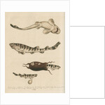 'The Greater Cat-Fish' by George Edwards