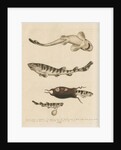 'The Greater Cat-Fish' by George Edwards