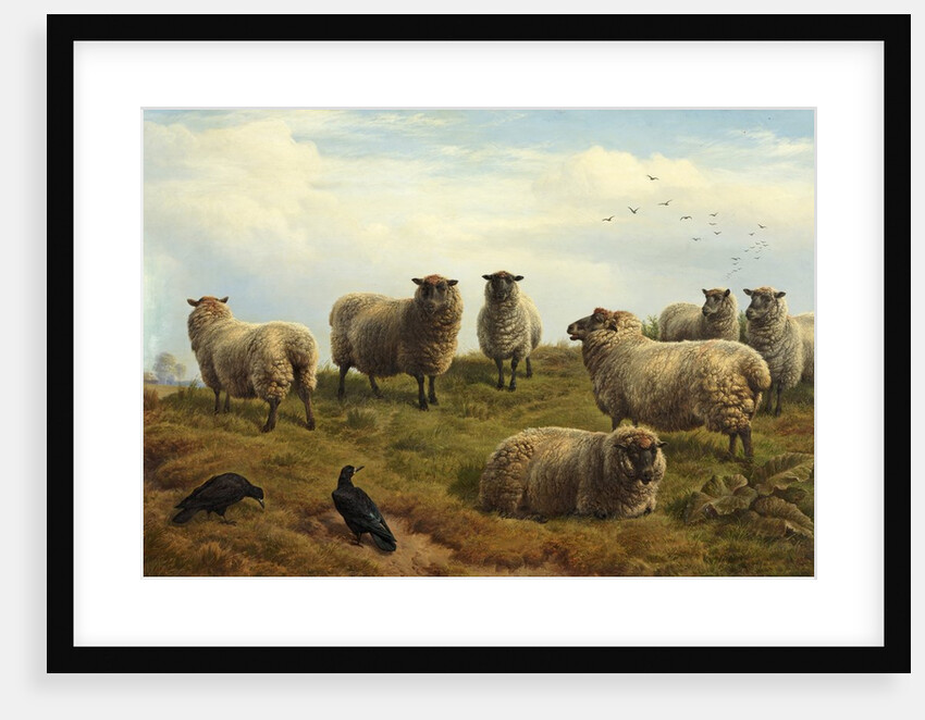 Sheep by Charles Jones