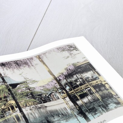 Wisteria blossom over the pond in the Kameido Temple Gardens by Anonymous