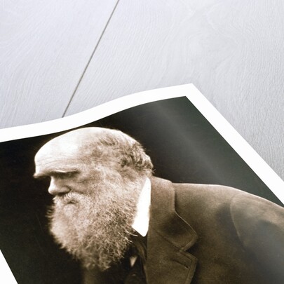 Charles Darwin, British naturalist by Julia Margaret Cameron