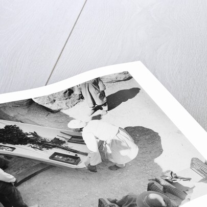 Funeral bouquet being removed from the tomb of Tutankhamun by Harry Burton