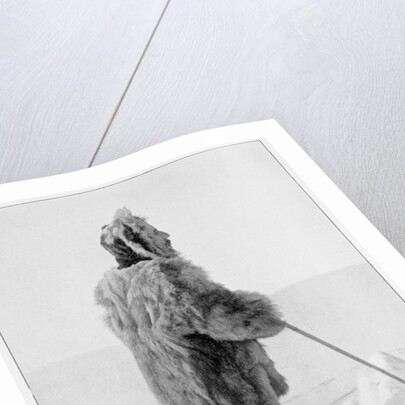 Roald Amundsen in polar kit, Antarctica by Anonymous
