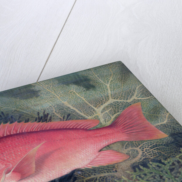 Red Snapper by SA Kilourne