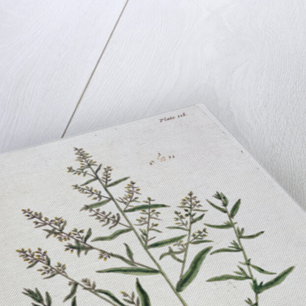 Tarragon by Elizabeth Blackwell