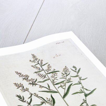 Tarragon by Elizabeth Blackwell