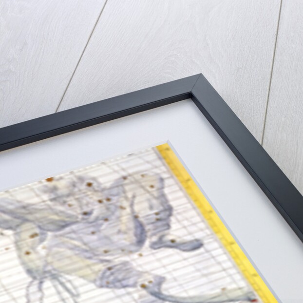 Constellations of Gemini and Canis Minor by Anonymous