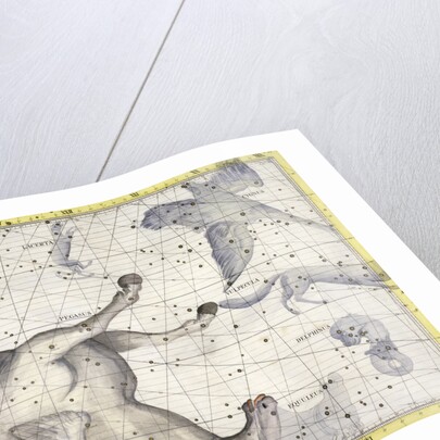 Constellation of Pegasus by Anonymous